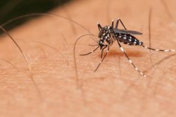 Saneamento básico é aliado no combate ao mosquito Aedes aegypti
